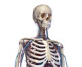 Human torso anatomy. Skeleton with veins and arteries. Front perspective view Royalty Free Stock Photo