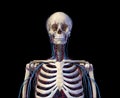 Human torso anatomy. Skeleton with veins and arteries. Front view Royalty Free Stock Photo