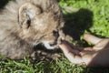 Human touching a cheetah cub Royalty Free Stock Photo