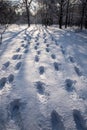 human tracks in the snow Royalty Free Stock Photo