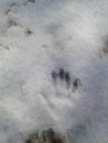 Human tracks in the snow