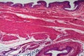 Human transitional epithelium under the microscope Royalty Free Stock Photo