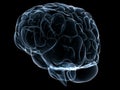 Human transparent brain