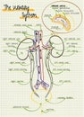 Human unary system structure