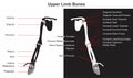 Human upper limb bones infographic diagram name of bones