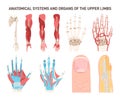 Human upper limbs different anatomical systems organs and structures. Royalty Free Stock Photo