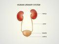 Human urinary system Royalty Free Stock Photo