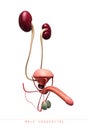 human Urinary system