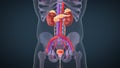 Human urinary system kidneys with bladder