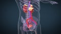 Human urinary system kidneys with bladder