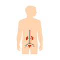 human urinary system anatomy,