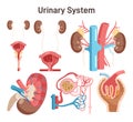 Human urinary system. Female and male internal urogenital