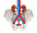 Human Urinary System Illustration