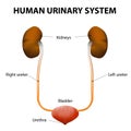 Human urinary system