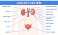 Human Urinary System Infographics