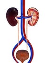 Human Urinary System Royalty Free Stock Photo