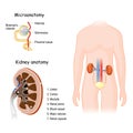 Human Urinary system. Kidney anatomy