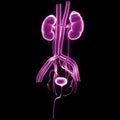 Human Urinary System Kidneys with Badder Anatomy Royalty Free Stock Photo