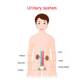 Human Urinary system for kids