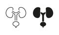 Human Urinary System Line and Silhouette Icon Set. Healthy Internal Organs, Health Bladder and Kidney Symbol Collection