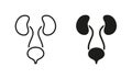 Human Urinary System Line and Silhouette Icon Set. Healthy Internal Organs, Health Bladder and Kidney Symbol Collection