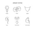 The human urinary system is a set of anatomical line icons in vector, prostate and kidneys, bladder and ureter, adrenal