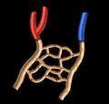 Human veins and arteries cutaway diagram. Royalty Free Stock Photo