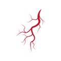 Human veins and arteries illustration