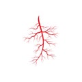 Human veins and arteries illustration