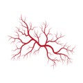 Human veins and arteries illustration