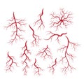 Human veins and arteries illustration