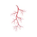 Human veins and arteries illustration