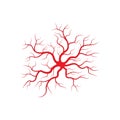 Human veins and arteries illustration