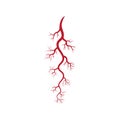 Human veins and arteries illustration