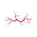 Human veins and arteries illustration