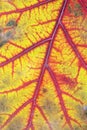 Human veins and blood vessels as a texture of an autumn oak lea Royalty Free Stock Photo