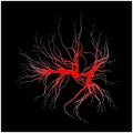 Human veins, red blood vessels design. Vector illustration on white background