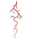 Human veins. Red silhouette vessel, arteries or capillaries on white background. Concept anatomy element for medical