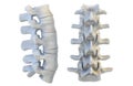 Human vertebrae. 3D illustration Royalty Free Stock Photo