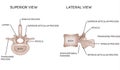 Human vertebral bones with description