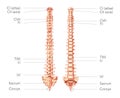 Human vertebral column in anterior posterior view, with spine parts labeled. Vector flat realistic concept illustration Royalty Free Stock Photo