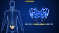 Human Vertebral column bone Sacrum
