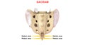 Human Vertebral column bone Sacrum