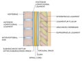 Human vertebral column with description