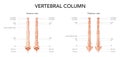 Human vertebral column in front, back with main parts labeled, with and without Intervertebral disc. Vector flat Royalty Free Stock Photo