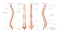 The human vertebral column in front, back, side view with main parts labeled, with and without Intervertebral disc Royalty Free Stock Photo