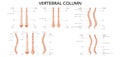 Human vertebral column front back side view with main parts labeled. Vector flat realistic concept with name