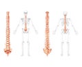 Human vertebral column in front, back with skeleton position, spinal cord, cervical, thoracic and lumbar spine, sacrum