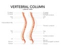 Human vertebral column side lateral view with main parts labeled, with and without Intervertebral disc. Vector flat Royalty Free Stock Photo