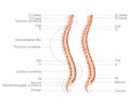 Human vertebral column in side view with main parts labeled, with and without Intervertebral disc. Vector flat realistic Royalty Free Stock Photo